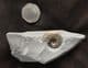 ASTEROCERAS MARGARITOIDES - JURASSIC, LYME REGIS.