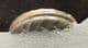 ASTEROCERAS MARGARITOIDES - JURASSIC, LYME REGIS.