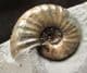 ASTEROCERAS MARGARITOIDES - JURASSIC, LYME REGIS.