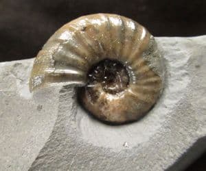 ASTEROCERAS MARGARITOIDES - JURASSIC, LYME REGIS.