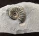 ASTEROCERAS MARGARITOIDES 'POPPER' - JURASSIC, LYME REGIS.