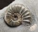 ASTEROCERAS MARGARITOIDES 'POPPER' - JURASSIC, LYME REGIS.