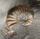 ASTEROCERAS MARGARITOIDES 'POPPER' - JURASSIC, LYME REGIS.