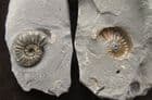 ASTEROCERAS MARGARITOIDES 'POPPER' - JURASSIC, LYME REGIS.
