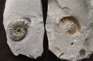 ASTEROCERAS MARGARITOIDES 'POPPER' - JURASSIC, LYME REGIS.