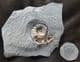 ASTEROCERAS MARGARITOIDES WITH DRUSY CRYSTALS IN BODY CHAMBER - JURASSIC, LYME REGIS.