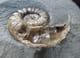 ASTEROCERAS MARGARITOIDES WITH DRUSY CRYSTALS IN BODY CHAMBER - JURASSIC, LYME REGIS.