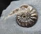 ASTEROCERAS MARGARITOIDES WITH DRUSY CRYSTALS IN BODY CHAMBER - JURASSIC, LYME REGIS.