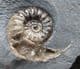 ASTEROCERAS MARGARITOIDES WITH DRUSY CRYSTALS IN BODY CHAMBER - JURASSIC, LYME REGIS.