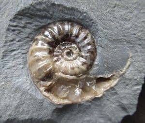 ASTEROCERAS MARGARITOIDES WITH DRUSY CRYSTALS IN BODY CHAMBER - JURASSIC, LYME REGIS.