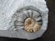 ASTEROCERAS MARGARITOIDES WITH POSSIBLE BITE MARK - JURASSIC, LYME REGIS.