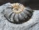 ASTEROCERAS MARGARITOIDES WITH POSSIBLE BITE MARK - JURASSIC, LYME REGIS.