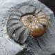 ASTEROCERAS MARGARITOIDES WITH POSSIBLE BITE MARK - JURASSIC, LYME REGIS.
