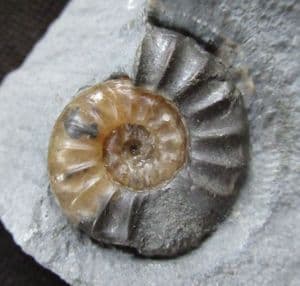ASTEROCERAS MARGARITOIDES WITH POSSIBLE BITE MARK - JURASSIC, LYME REGIS.