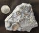 ASTEROCERAS, PROMICROCERAS AND CYMBITES ON MATRIX - JURASSIC, LYME REGIS.