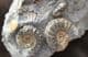 ASTEROCERAS, PROMICROCERAS AND CYMBITES ON MATRIX - JURASSIC, LYME REGIS.