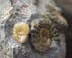 ASTEROCERAS, PROMICROCERAS AND CYMBITES ON MATRIX - JURASSIC, LYME REGIS.