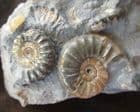 ASTEROCERAS, PROMICROCERAS AND CYMBITES ON MATRIX - JURASSIC, LYME REGIS.