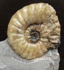 ASTEROCERAS WITH PROMICROCERAS - JURASSIC, LYME REGIS.