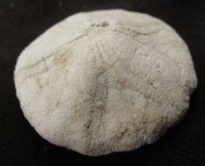 ASTRODAPIS DAVISI - MIOCENE, CALIFORNIA, USA.