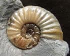 ATEROCERAS MARGARITOIDES - JURASSIC ,BLACK VEN.