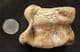 AUROUCHS ANKLE BONE - PLEISTOCENE, SWINDON.