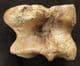 AUROUCHS ANKLE BONE - PLEISTOCENE, SWINDON.