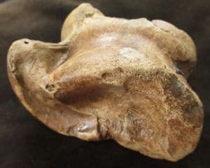 AUROUCHS ANKLE BONE - PLEISTOCENE, SWINDON.