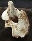 AXIS VERTEBRA - YOUNG CAVE BEAR - PLEISTOCENE, ITALY.