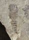 BABY EURYPTERID - SILURIAN, UKRAINE.
