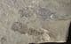 BABY EURYPTERID - SILURIAN, UKRAINE.