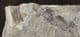 BABY EURYPTERID - SILURIAN, UKRAINE.