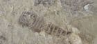 BABY EURYPTERID - SILURIAN, UKRAINE.
