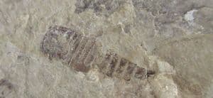 BABY EURYPTERID - SILURIAN, UKRAINE.