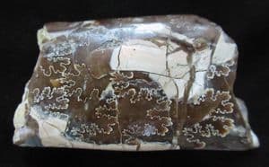 BACULITES COMPRESSUS - LATE CRETACEOUS, MONTANA, USA.