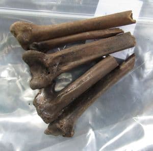 BAG OF 5 BIRD BONES - PLEISTOCENE, MINNESOTA, USA.