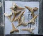 BAG OF 9 SHARKS TEETH - EOCENE, MOROCCO.