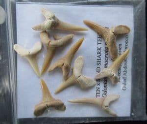 BAG OF 9 SHARKS TEETH - EOCENE, MOROCCO.