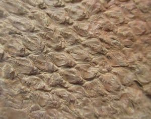 BARK OF A LYCOPOD TREE - LEPIDODENDRON ACULEATUM - COAL MEASURES, FOREST OF DEAN.