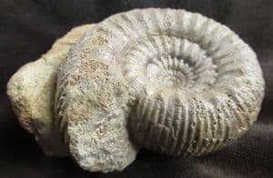 BASE CUT DISPLAY STEPHANOCERAS - JURASSIC, DORSET.