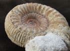 BASE CUT FREE STANDING DISPLAY STEPHANOCERAS - JURASSIC, DORSET.