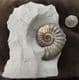 BASE CUT MUSEUM QUALITY DISPLAY ASTEROCERAS - JURASSIC, LYME REGIS.