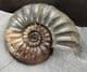 BASE CUT MUSEUM QUALITY DISPLAY ASTEROCERAS - JURASSIC, LYME REGIS.