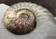 BASE CUT MUSEUM QUALITY DISPLAY ASTEROCERAS - JURASSIC, LYME REGIS.