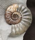BASE CUT MUSEUM QUALITY DISPLAY ASTEROCERAS - JURASSIC, LYME REGIS.