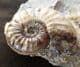 BEAUTIFUL ASTEROCERAS MARGARITOIDES - JURASSIC, LYME REGIS.