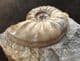 BEAUTIFUL ASTEROCERAS MARGARITOIDES - JURASSIC, LYME REGIS.