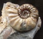 BEAUTIFUL ASTEROCERAS MARGARITOIDES - JURASSIC, LYME REGIS.