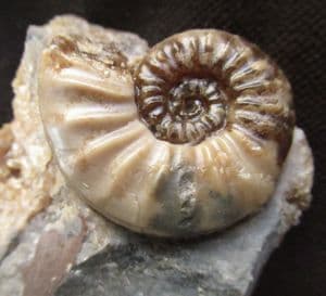 BEAUTIFUL ASTEROCERAS MARGARITOIDES - JURASSIC, LYME REGIS.
