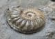 BEAUTIFUL ASTEROCERAS WITH PROMICROCERAS - JURASSIC, LYME REGIS.